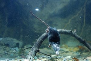 A diving water shrew