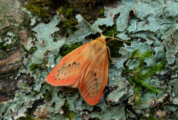 Rosy Footman moth, found in woodland