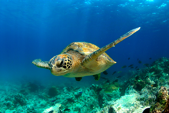 Sea Turtle