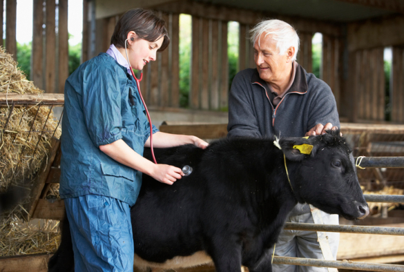 A vet examining a calf with a stethoscope