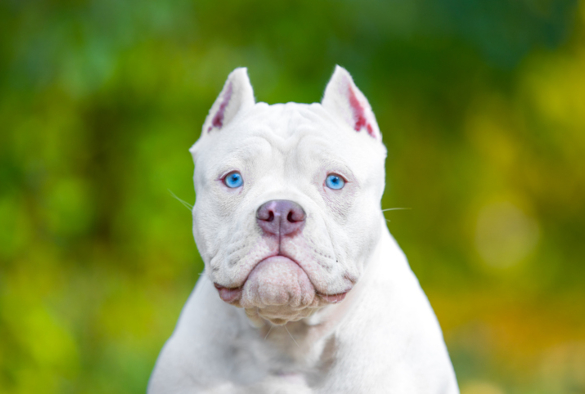 Portrait of a white American bully puppy with blue eyes and cropped ears