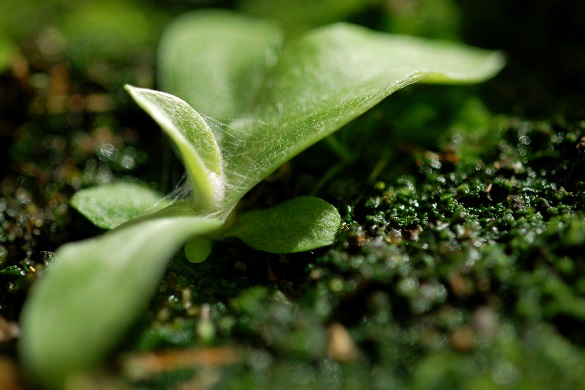 Photo of a plant shoot emerging from soil