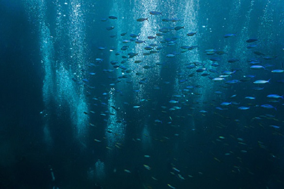 underwater photo of small fish
