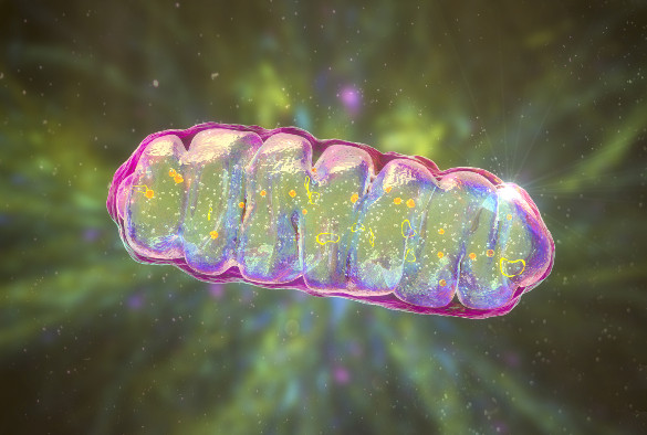 Mitochondria, a membrane-enclosed cellular organelles producing energy, 3D illustration