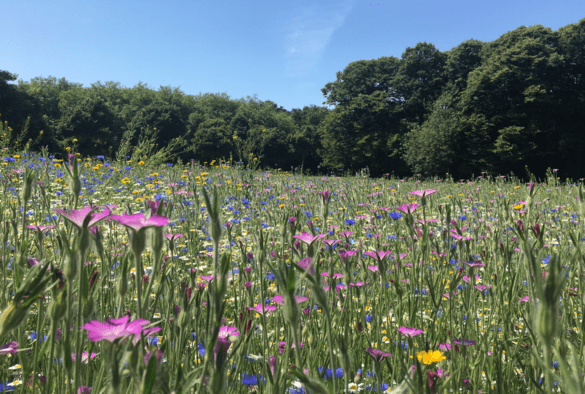 wildflowers in a meadow with a blue sky as a backdrop