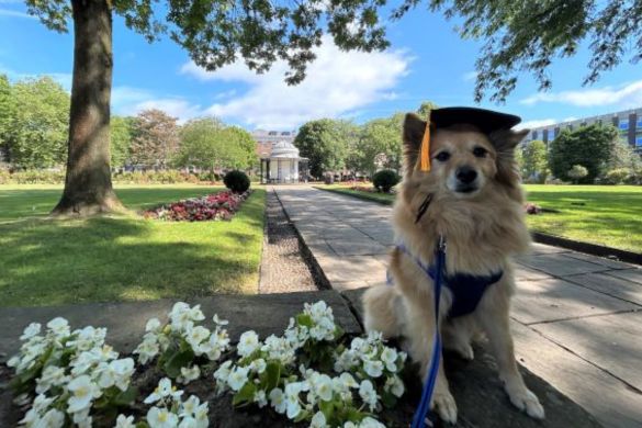 Roxy the graduation dog
