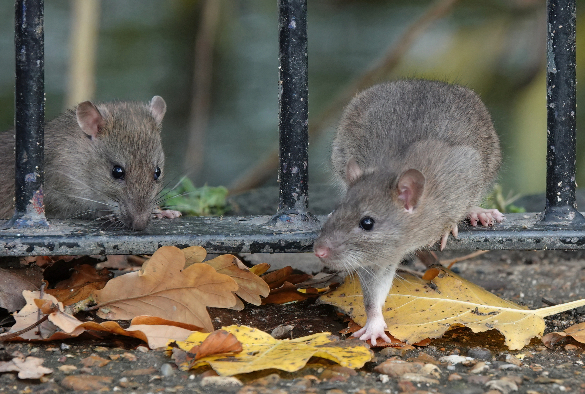 Two brown rats climb through gate