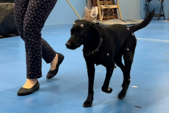 Labrador dog takes part in University study