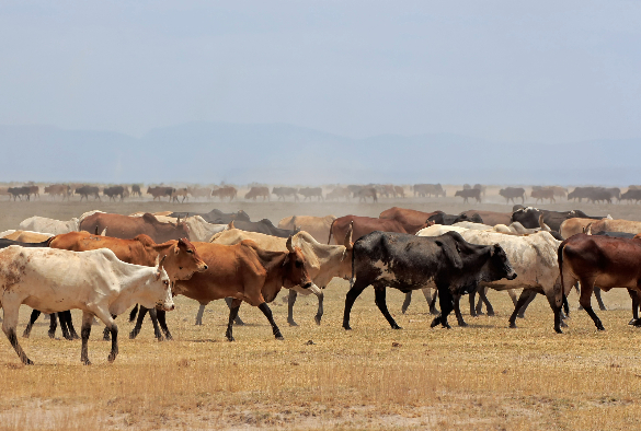 Herd of cows in Kenya