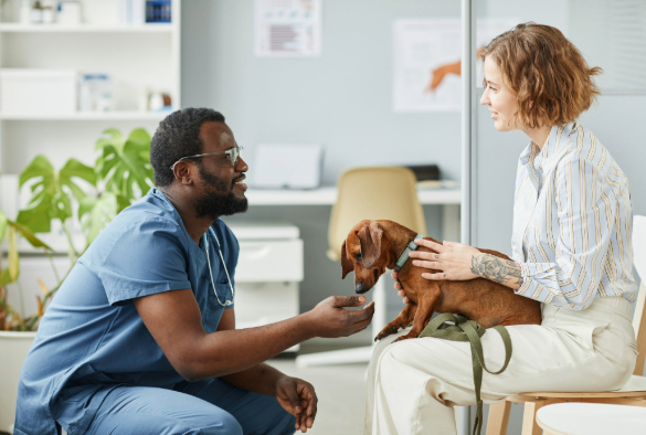 vet consults with dog owner