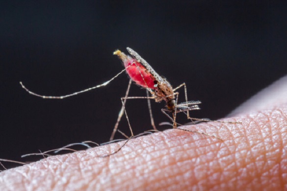 Close up a Mosquito sucking human blood_set E-1