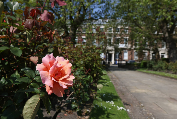 Abercromby Square in Spring