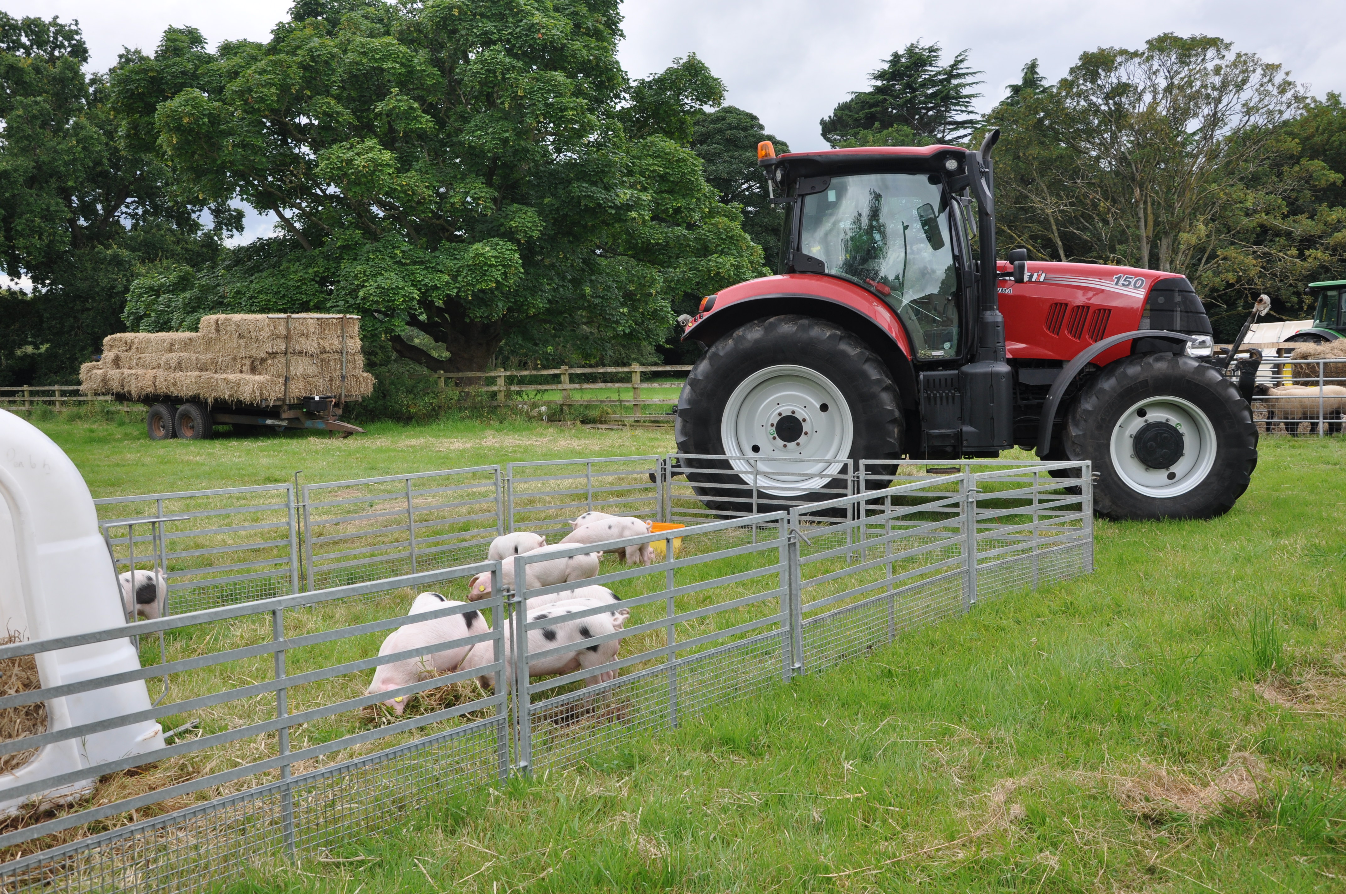 A tractor in a field with a group of pigs