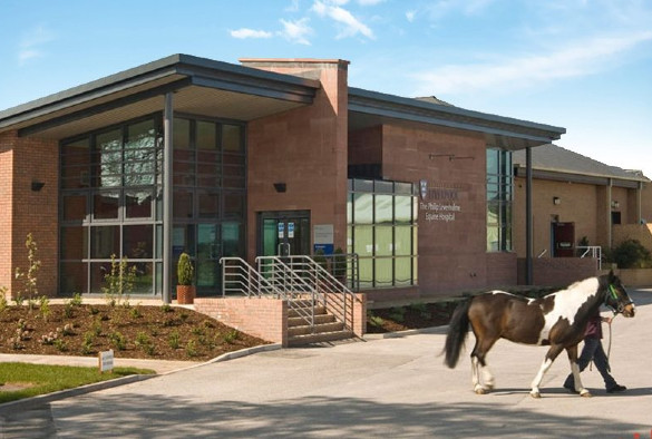Equine practice building, brown and white horse in foreground