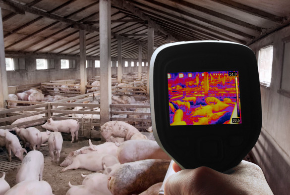 Pig farm, swine flu detector in foreground