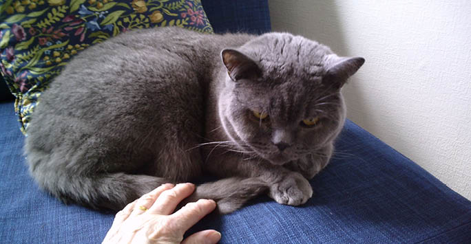 A grey cat 