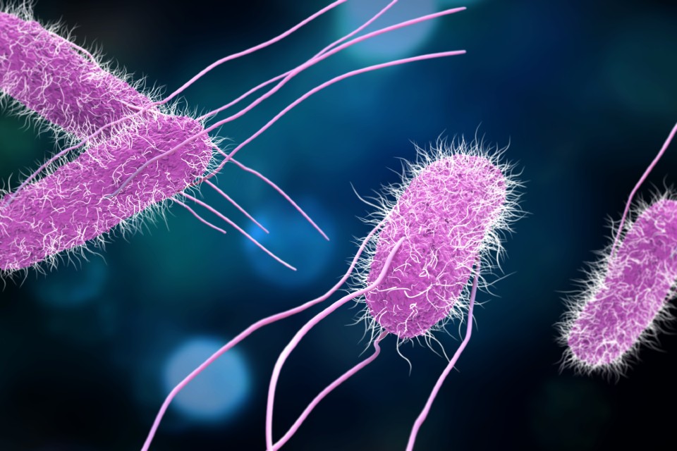 artists' impression of salmonella bacteria