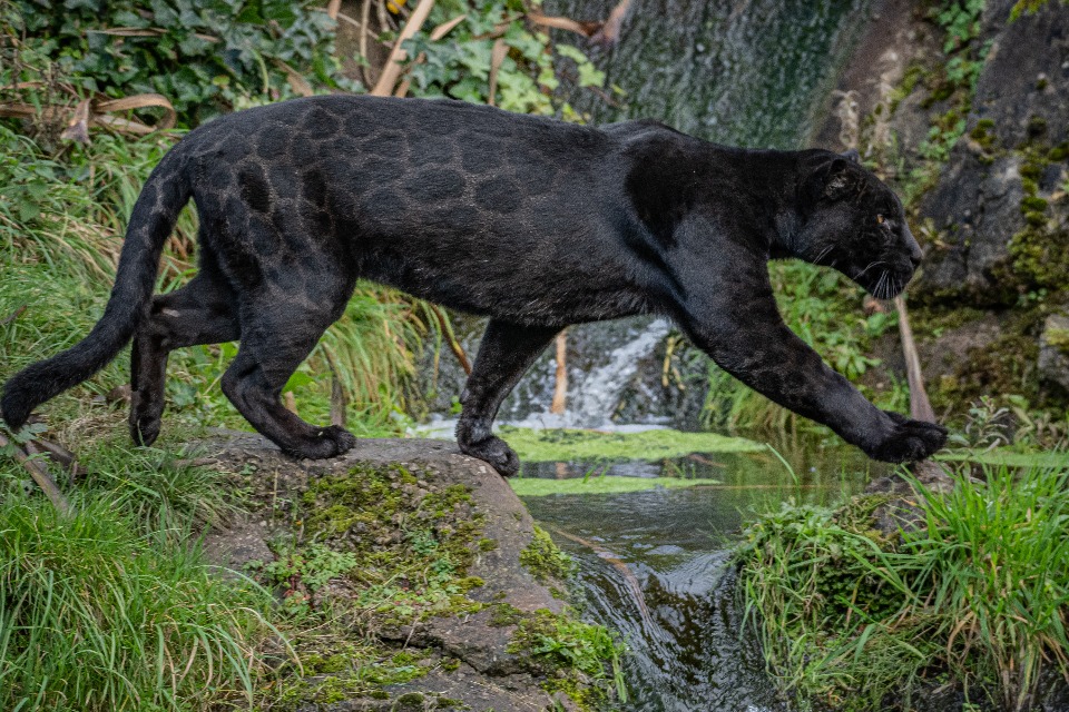 Inka, black jaguar at Chester Zoo