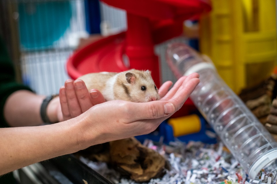 A hamster in owner's hands