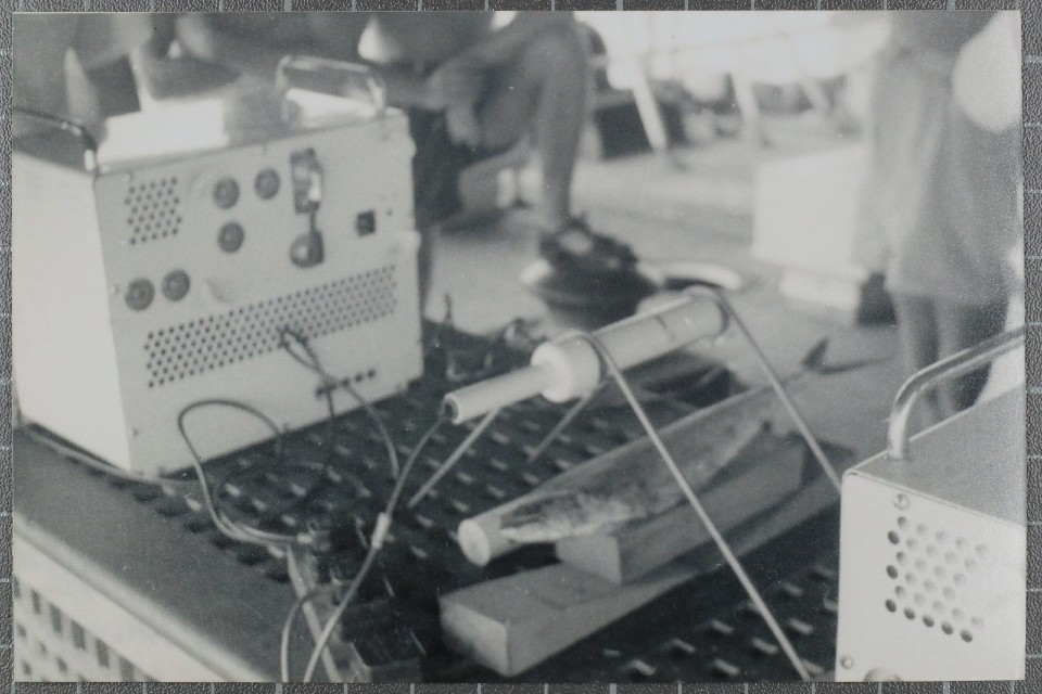 fish being tested for radiation