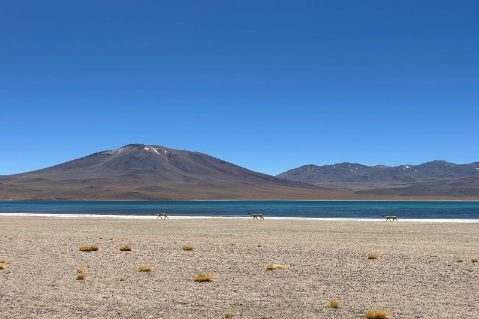 Llamas crossing the Miscanti Lagoon in the Atacama Desert, Chile